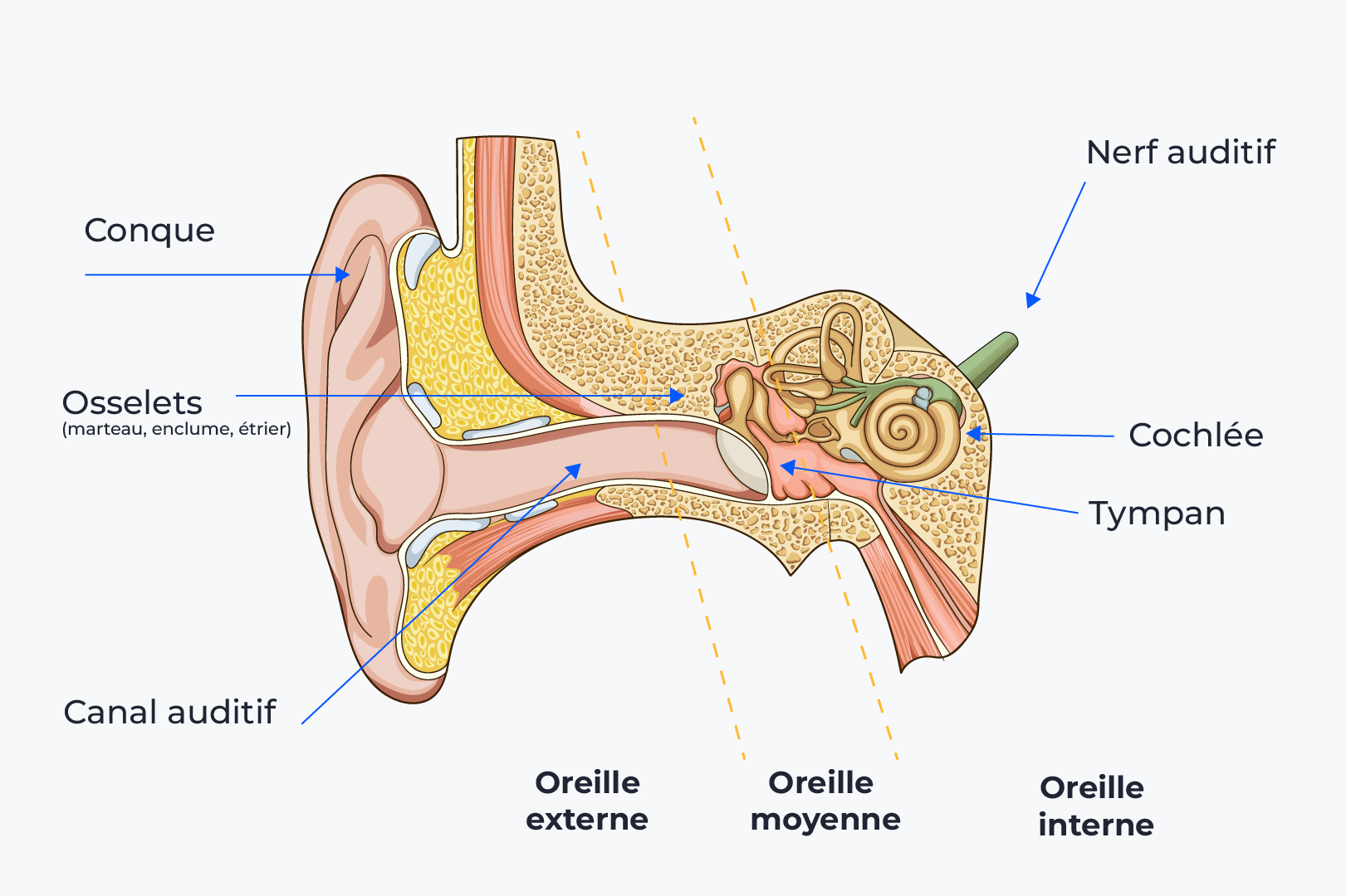 OREILLE-SCHEMA